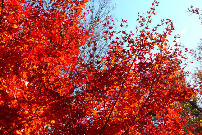 今年は、来るのが遅くなりましたが、期待通りの景色です。