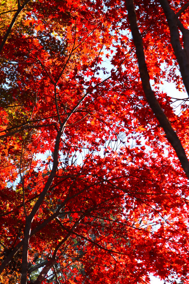 写真を撮りながら、目にも焼き付けます。