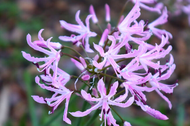 花と緑の振興センターに来ました。<br />ネリネ