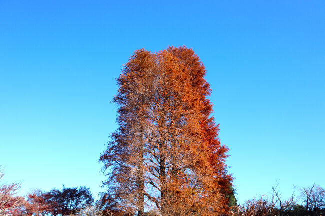 ラクウショウ（落羽松）<br />北米原産の落葉針葉樹です。
