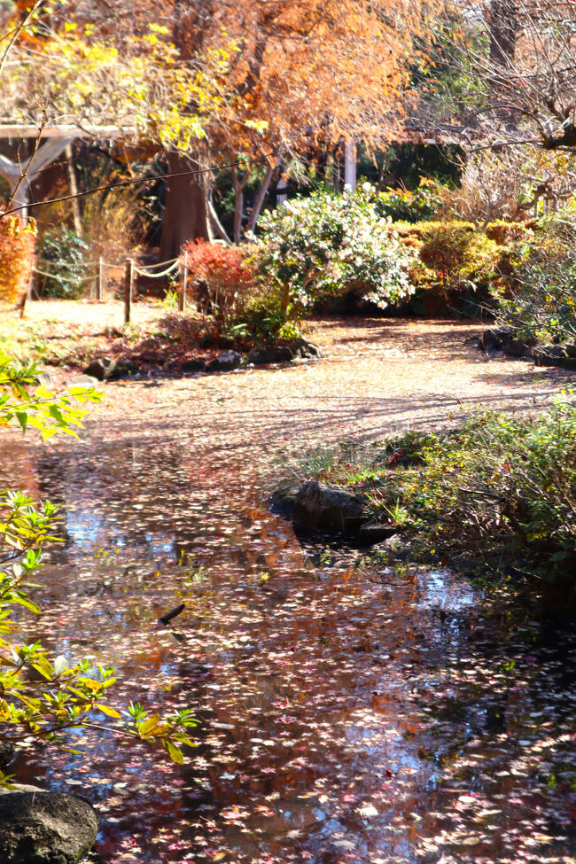 池の水も冬を迎える気配です。