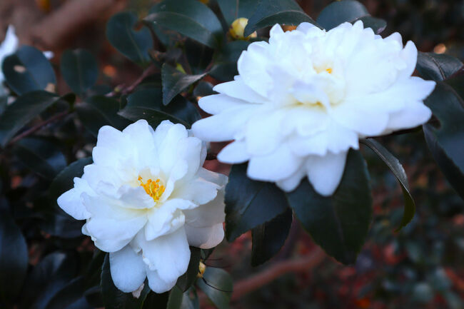 寒椿　富士の峰