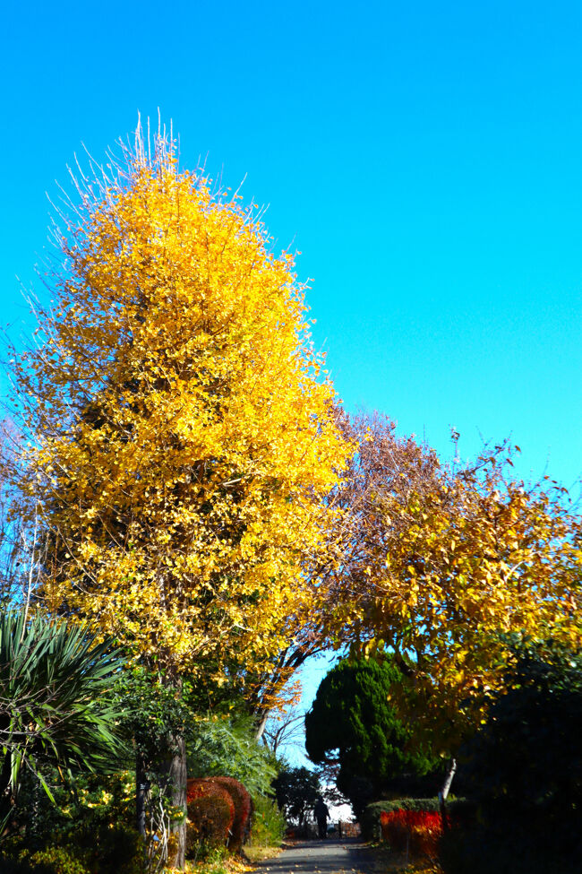 黄色と青がとてもきれいです。