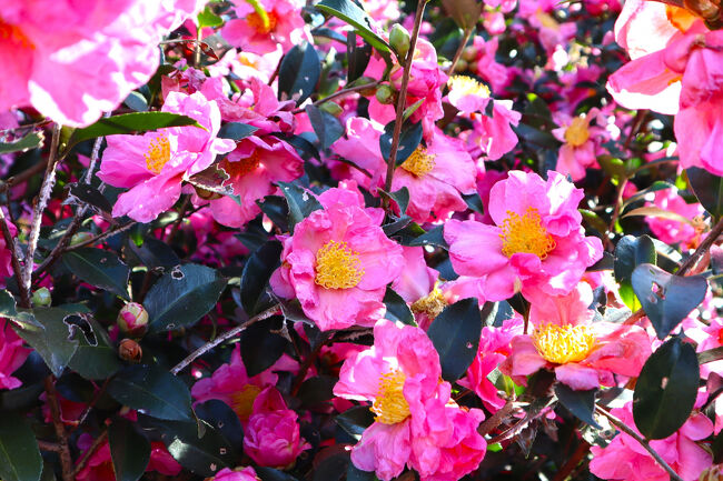 山茶花　七福神