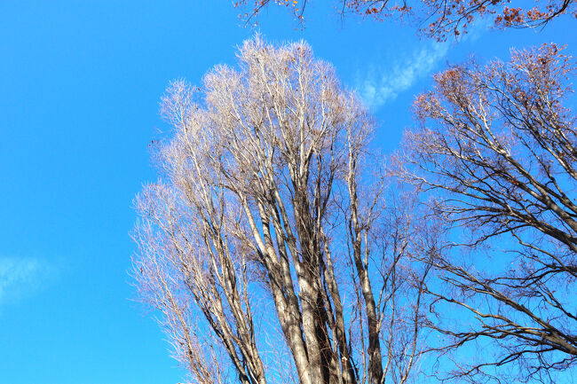 ケヤキ　むさしの１号