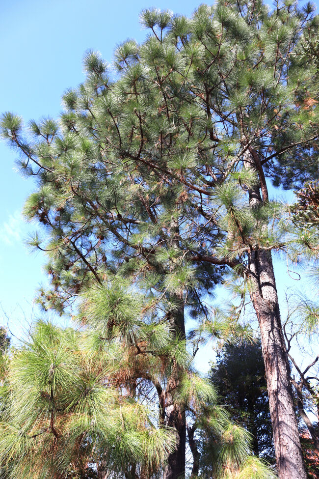 ダイオウショウ（大王松）<br />北アメリカ南東部原産のマツです。