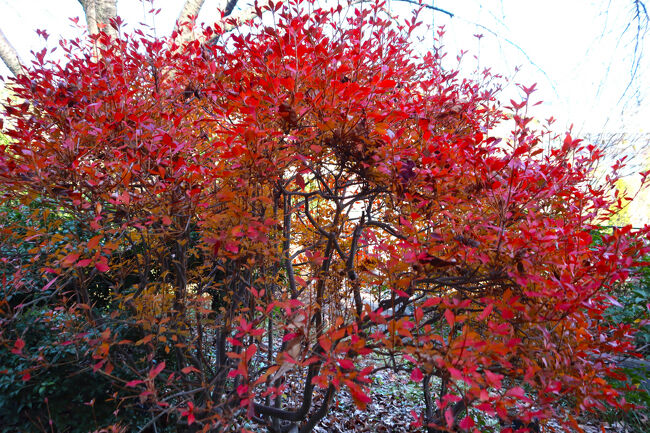 ドウダンツツジ