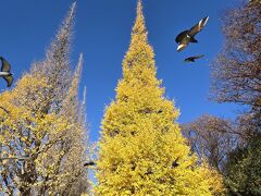 ところ変わって12月某日。
熟女トリオが、やって来ました、、
外苑の銀杏並木をてくてく歩き、 着いた先は、