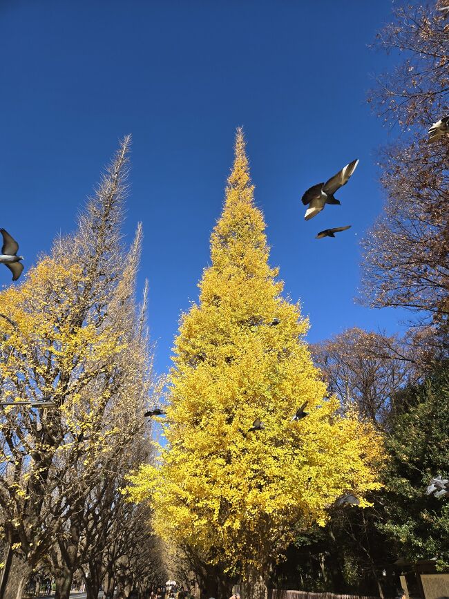 ところ変わって12月某日。<br />熟女トリオが、やって来ました、、<br />外苑の銀杏並木をてくてく歩き、 着いた先は、