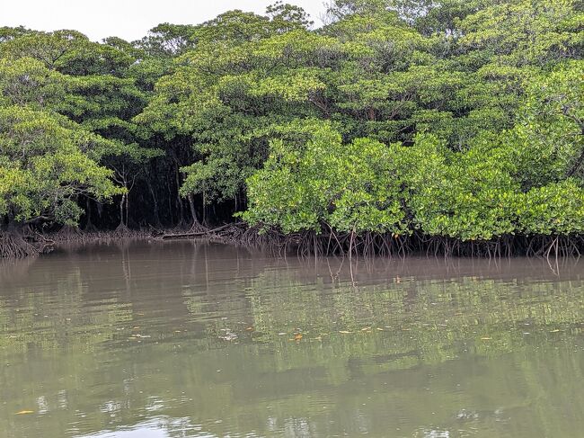 ちょうど満潮でも干潮でもない時間帯で、マングローブの根っこがのぞいています。