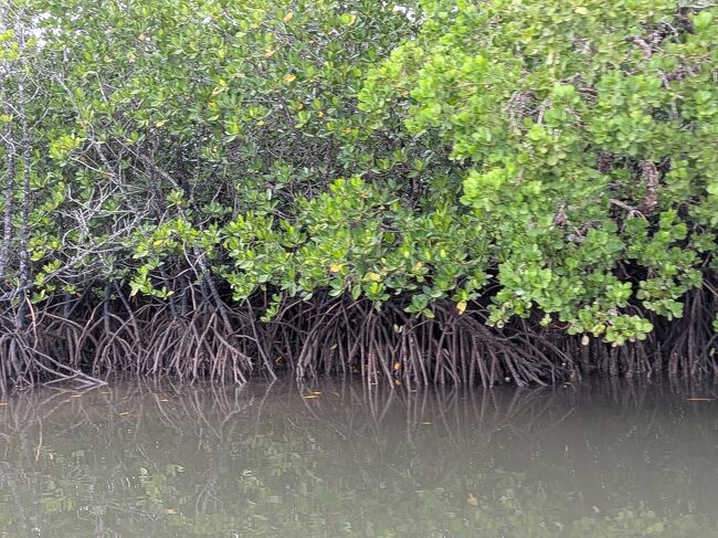 これはオヒルギの呼吸するための根っこなんだとか。