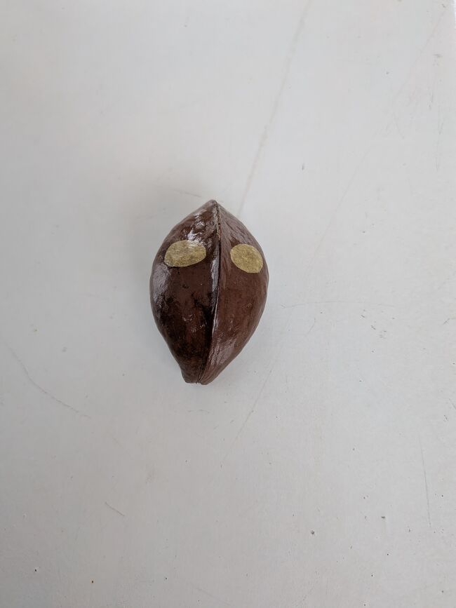 サキシマスオウノキという板のような根っこのある木の種を船長さんがウルトラマンのように着色した物。キーウィより少し小さい。