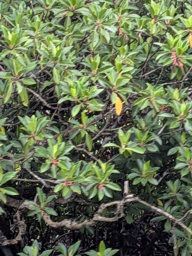 先っぽに赤い花のつくアカハナヒルギだそうです。