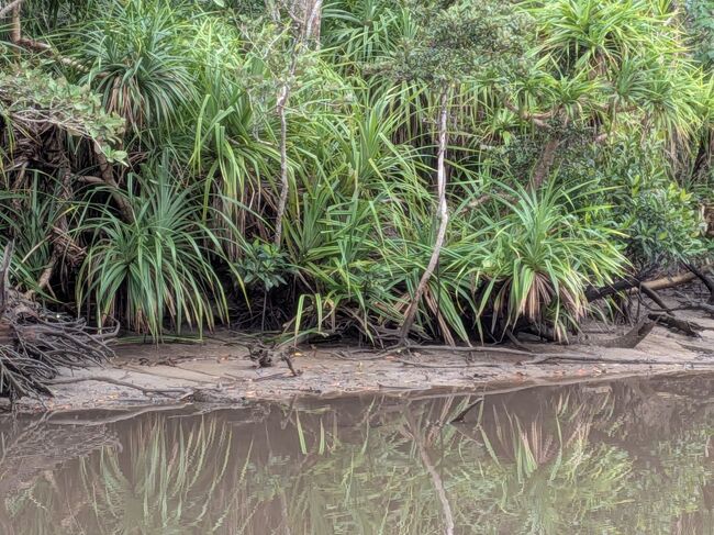 アダンの若苗。アダンの実は食べられるけれど繊維質で人間様にはとても食べられたものではないそうです。