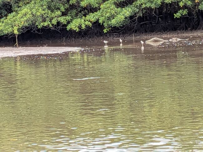 干潟になったところにチドリなのかシギなのか舞い降りて来たけど、遠くてわからない。