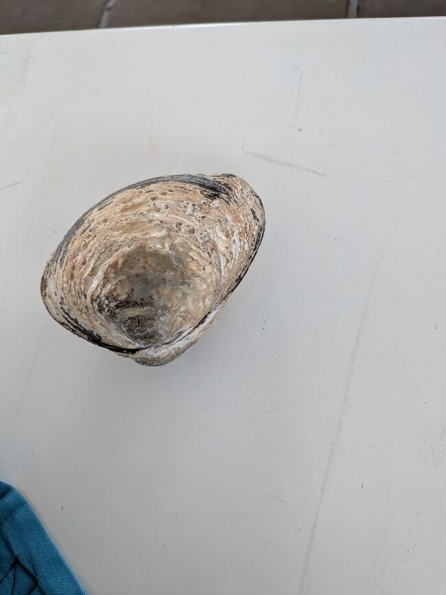 川に生息するチレナシジミの貝殻。ハマグリくらいの大きさですが、呼吸するスペースを確保するために殻の大きさの割に身は小さく、泥臭くて食べにくいそうです。