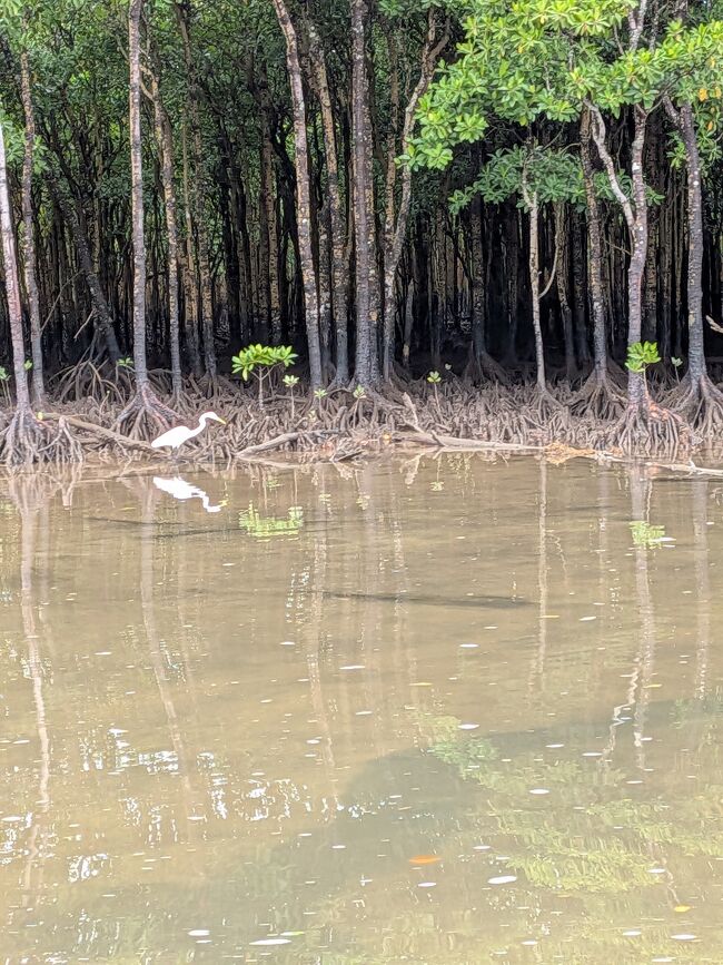 ダイサギやチュウサギも多く見かけました。