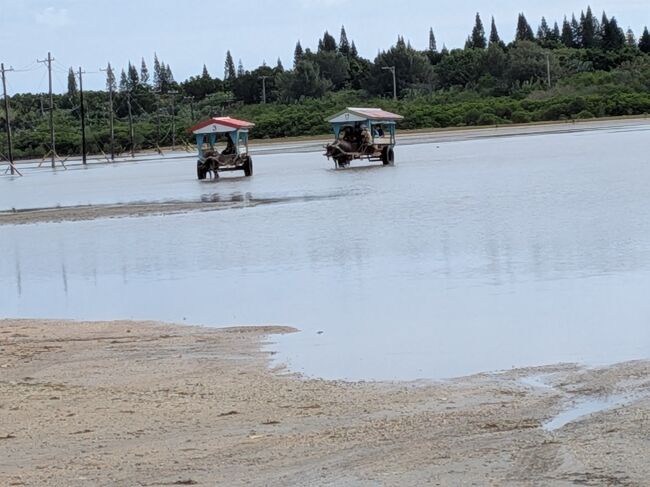バスの中で、運転手さんのガイドを聞いているうちに由布島の対岸に到着しました。