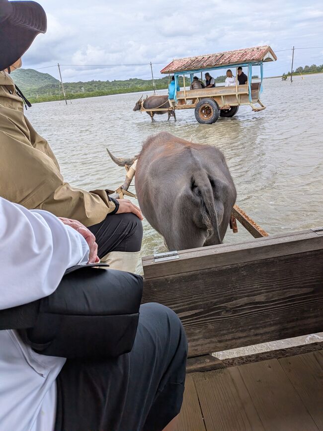 ここから水牛車に乗って由布島に渡ります。１台の水牛車には大人が約10人ほど乗り込んで、ゆらゆら揺れながら海を進んで行きます。満潮時でも深さは1メートル程の浅い砂地の浜辺です。<br />三線と唄の生演奏と汐風が心地よい。