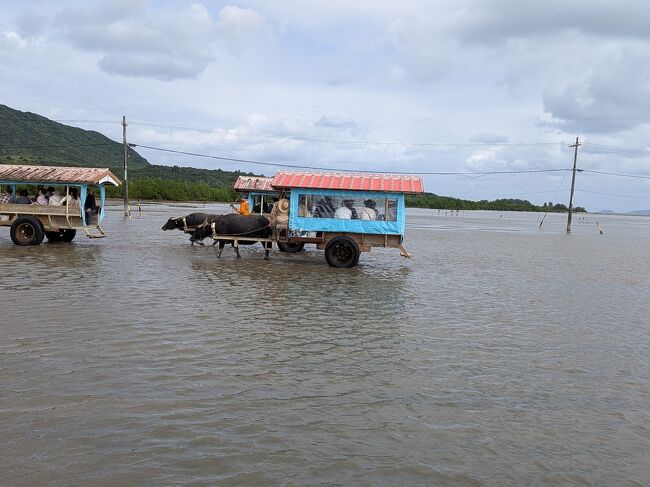 由布島から帰ってきた水牛車とすれ違います。ここは時間もゆっくりと進むみたい。