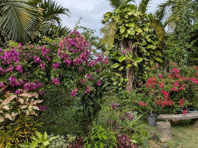 由布島は島全体が熱帯植物に覆われ、花盛り。