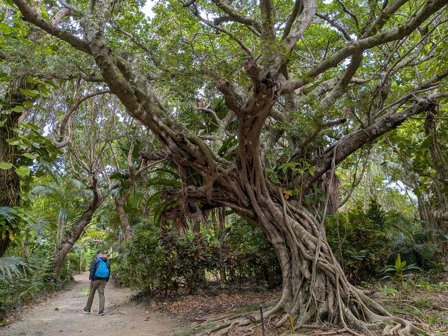 大きなガジュマルの木。これぞ沖縄。