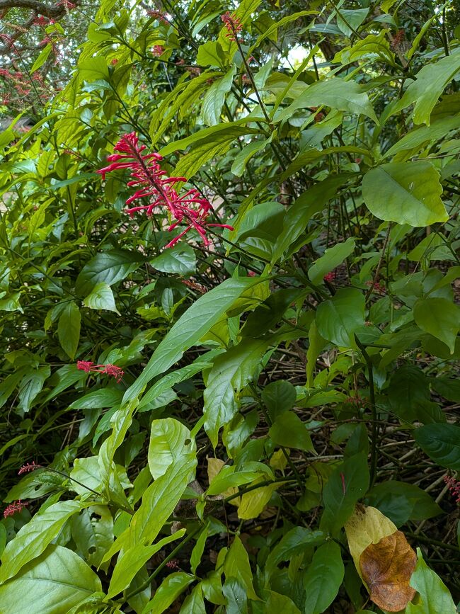 ベニツツバナは中南米原産ですが、沖縄に持ち込まれて野生化したらしいです。