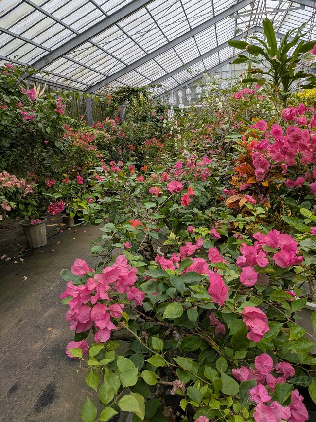 ブーゲンビリア園の中はピンクはもちろん黄色やオレンジのブーゲンビリアが咲き乱れていました。