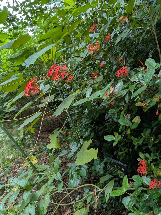 サンダンカは石垣島でも道路際の植込みに使われるほどポピュラーな花のようです。