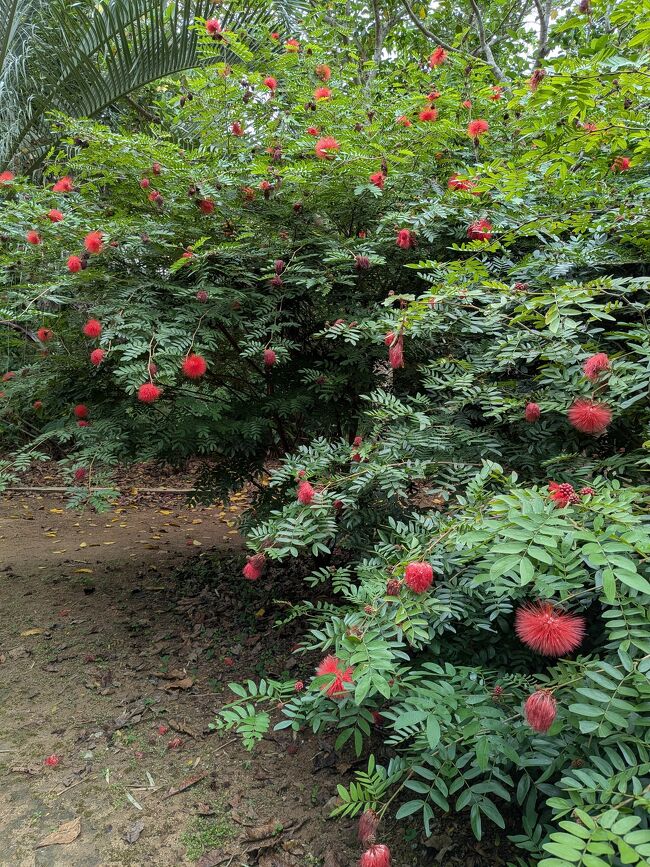 オオベニゴウカンもあちこちで見かけました。