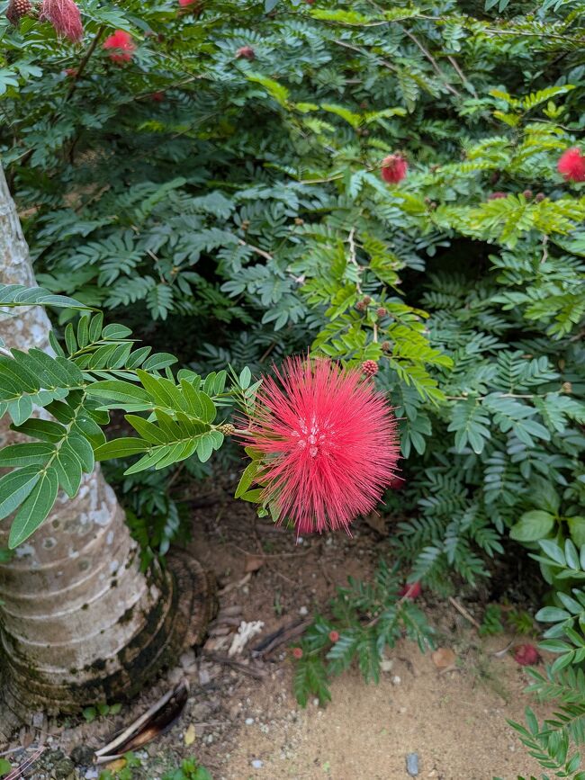 アップで見ると針のような細い花が放射状に広がってポンポンのように可愛い花。