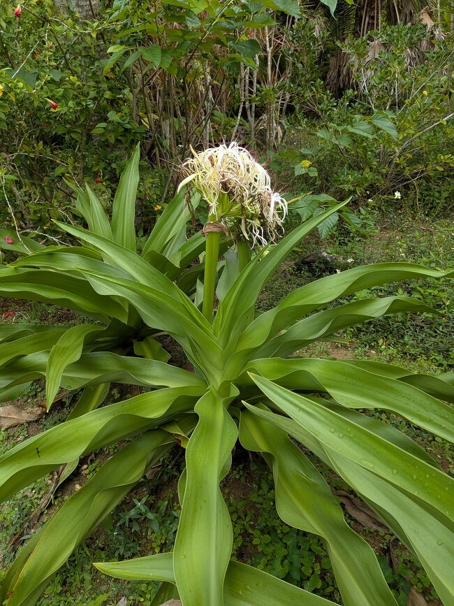 ハマユウは夏の花ですが、ここではまだまだ咲いています。