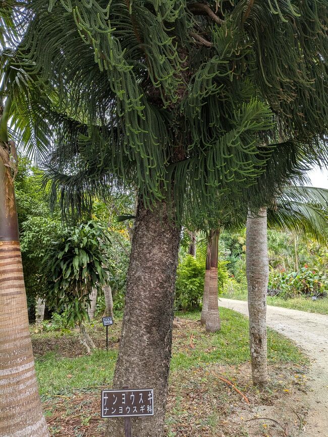 ナンヨウスギの葉は松ぼっくりを細長くしたような不思議な形。