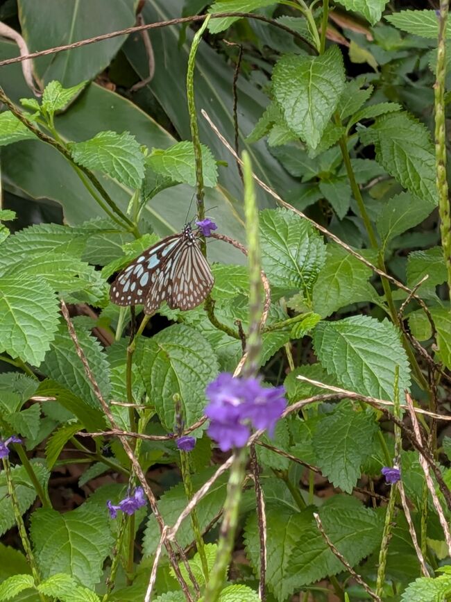 リュウキュウアサギマダラが島中を飛び回っていました。