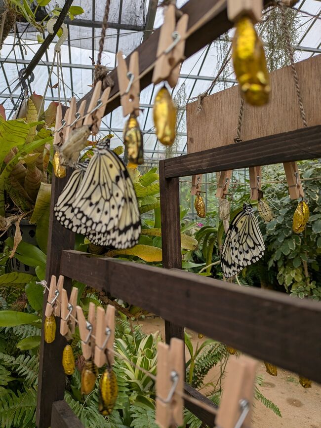 中でも蝶々園の中にはオオゴマダラの金色の蛹が洗濯バサミでぶら下がっていて、羽化したばかりのオオゴマダラが羽を休めていて、思わずこれ本物？と訝しんでしまった。
