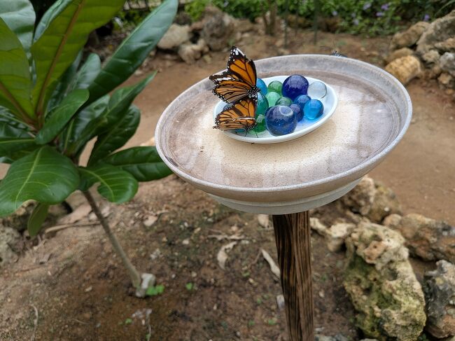 ビー玉と水を飲むオオカバマダラ。