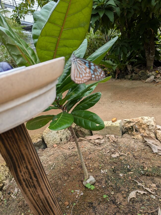 蝶々園を出ても、あちこちにリュウキュウアサギマダラをはじめとして黒や黄色や赤茶色の蝶が飛び交っていました。まさに蝶の楽園。