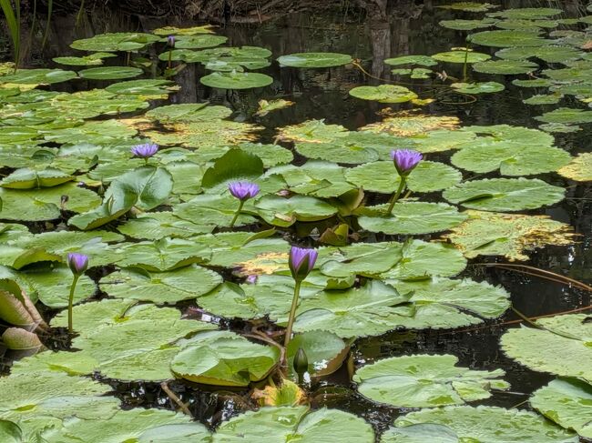 池には紫色のスイレン。