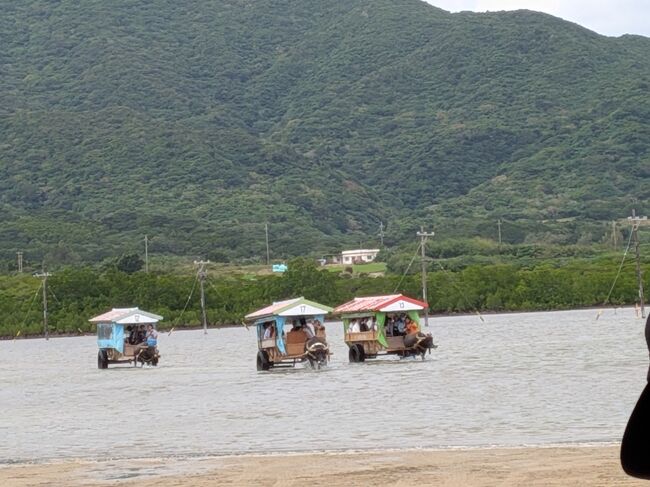 色とりどりの花と蝶を後に、また水牛車に揺られて海を渡り、西表島へ。