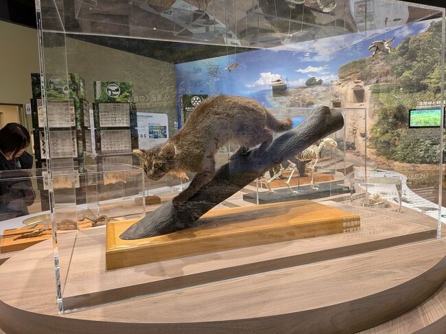 イリオモテヤマネコの剥製。大きさはほとんど普通の猫ですね。ただ耳の後ろが白いので、西表島では「山ピカリャー」とか「山マヤー」と呼ばれるそうです。