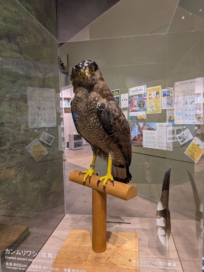 カンムリワシは、バスに乗ってすぐに道端の<br />電柱にとまっているのを運転手さんが教えてくれたけど…近づく前に飛び立ってしまいました。写真撮れなくて残念！