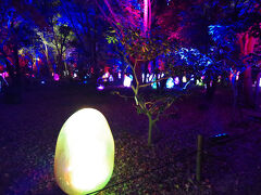 夜の長居植物園ではチームラボ・ボタニカルガーデンが見られます。豊洲のものとはだいぶ違っていました。入場料も安く、予約も取りやすかったですが。。。