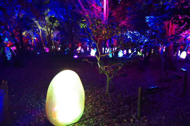 夜の長居植物園ではチームラボ・ボタニカルガーデンが見られます。豊洲のものとはだいぶ違っていました。入場料も安く、予約も取りやすかったですが。。。