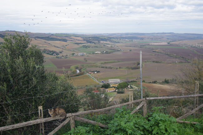 ネクロポリから街に戻ってきました。タルクイーニアの街は城壁に囲まれて高台に位置していますが、展望スポットがいくつかあり、遠くを見渡せます。そして、イタリアの他の街のように自由猫もいました。