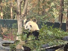 カートがあったので、一番みたいパンダまで一気に行くことに。

※カート　15元

2頭いて、1頭がしっかり食べてて、別の１頭はずっと寝てた。中国の動物園なんだから、もっともっといると思ったけど2頭だった・・。

上野のパンダ2頭の返還が決まりましたね・・・。ここでよく見ておこう(⌒∇⌒)