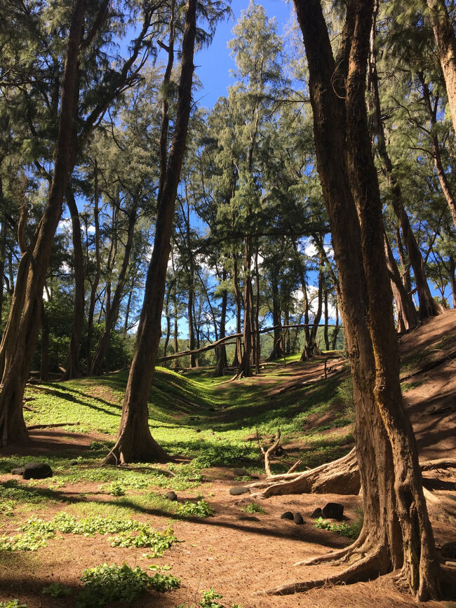木と木が風で擦れて、音楽を奏でているよう