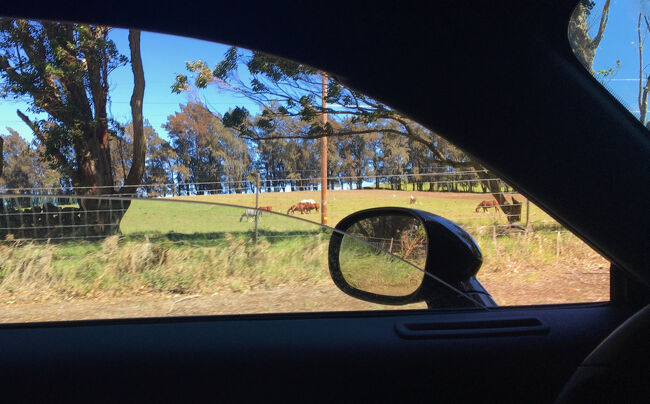 放牧エリアには馬や牛がいます