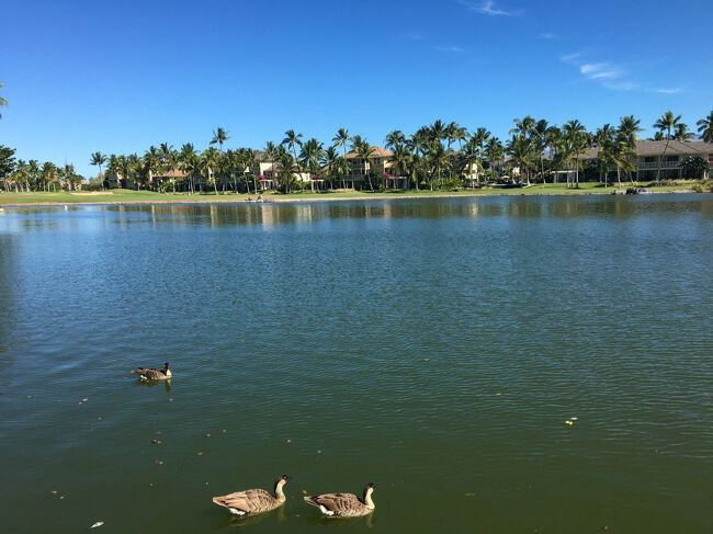 池でネネが寛いでいました