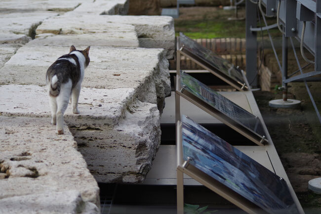 5箇所目の無料施設はアルジェンティーナ広場の遺跡です。ここはCNNが選ぶ世界6大猫スポットにも選ばれた猫溜まり。自由猫の多いイタリアの中でも特に有名なところです。（ほかは日本から宮城県田代島、福岡県相島、台湾のホウトン、トルコのカルカン、フロリダのヘミングウェイ博物館）