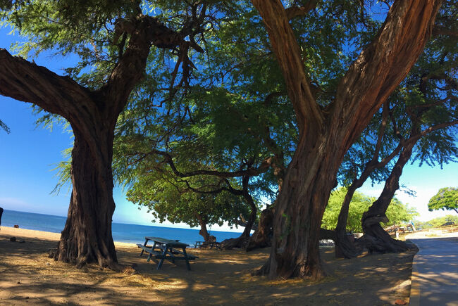 駐車場からも近く、大きな木下は日陰ができ、テーブルも完備